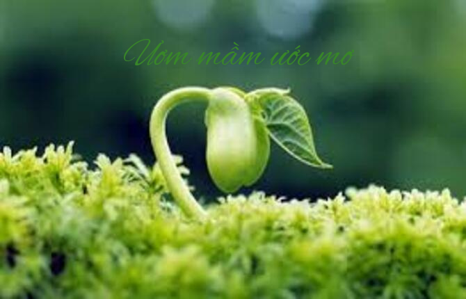 Ươm mầm ước mơ